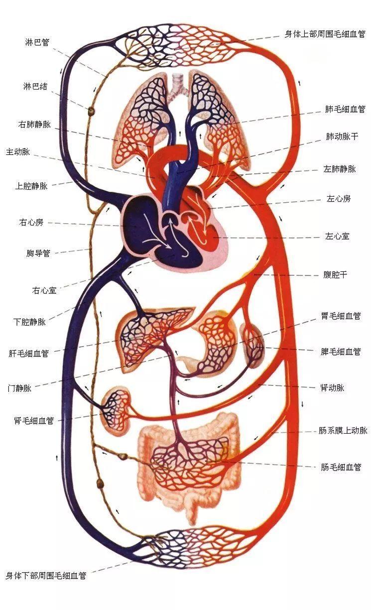 生物流体力学及血流动力学建模仿真技术培训班