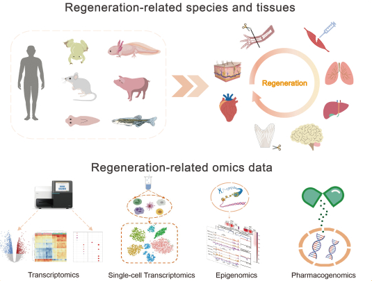 科学家合作构建再生生物学多组学数据库